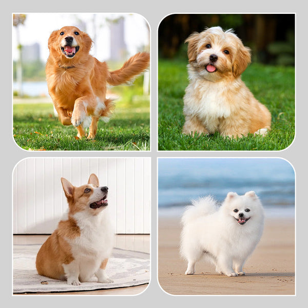 🔥 Super popularni proizvodi 🔥👟 Vodootporne čarape za pse! 🐾 Ostanite suhi i sigurni! 🌧️