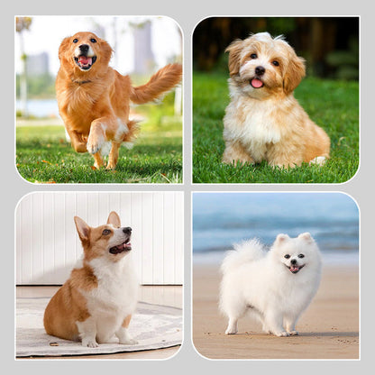 🔥 Super popularni proizvodi 🔥👟 Vodootporne čarape za pse! 🐾 Ostanite suhi i sigurni! 🌧️